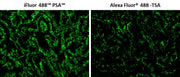 iFluor® 488 Styramide - AAT Bioquest