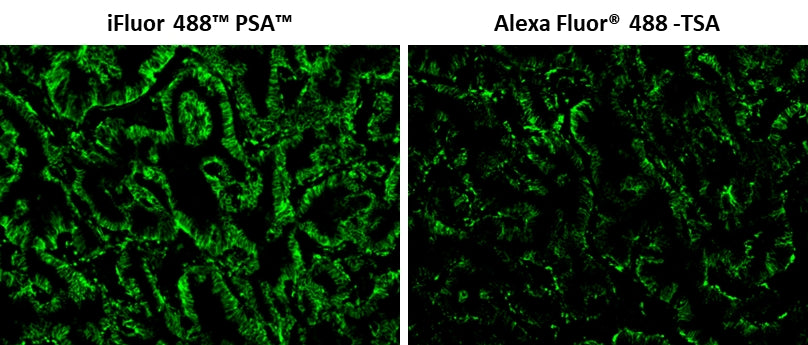 iFluor® 488 Styramide - AAT Bioquest