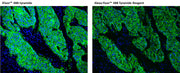 iFluor® 488 tyramide - AAT Bioquest