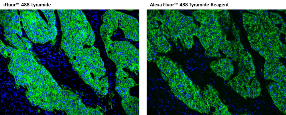 iFluor® 488 tyramide - AAT Bioquest