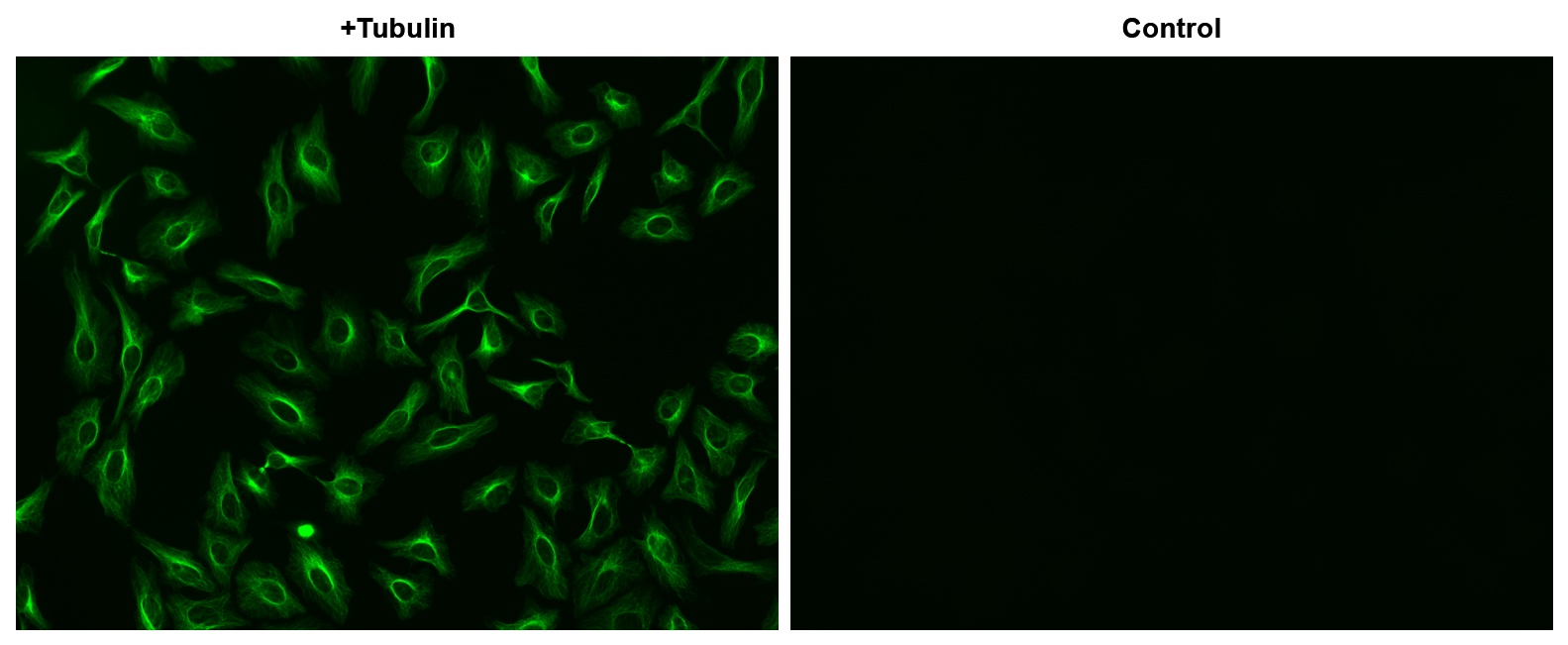 iFluor® 510 succinimidyl ester - AAT Bioquest