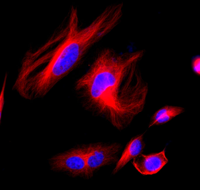 iFluor® 514 goat anti-mouse IgG (H+L) - AAT Bioquest