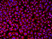 iFluor® 514 goat anti-rabbit IgG (H+L) *Cross Adsorbed* - AAT Bioquest