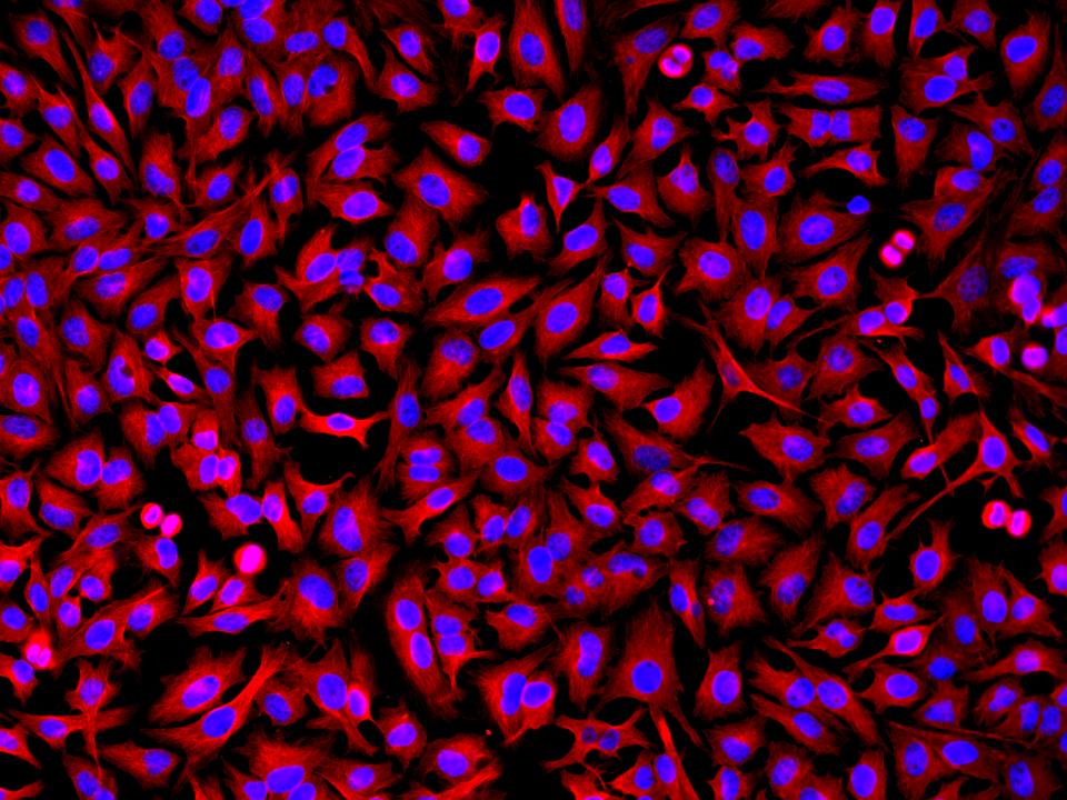 iFluor® 514 goat anti-rabbit IgG (H+L) - AAT Bioquest