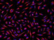 iFluor® 514-streptavidin conjugate - AAT Bioquest