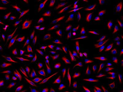 iFluor® 514-streptavidin conjugate - AAT Bioquest