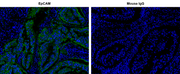 iFluor® 514 Styramide - AAT Bioquest