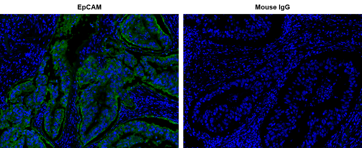 iFluor® 514 Styramide - AAT Bioquest