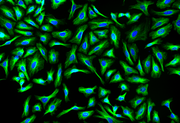 iFluor® 514 succinimidyl ester - AAT Bioquest