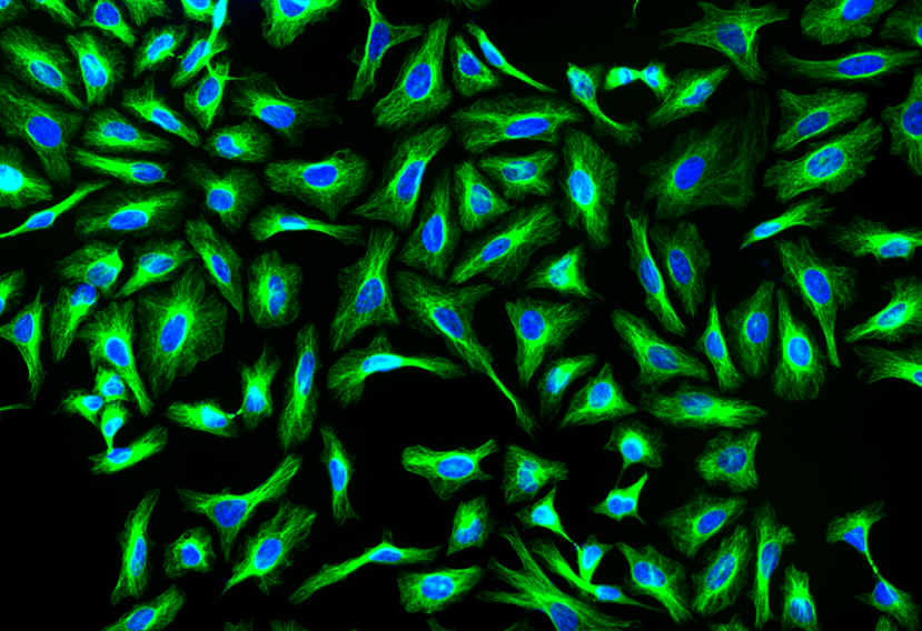 iFluor® 514 succinimidyl ester - AAT Bioquest