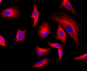 iFluor® 532 goat anti-mouse IgG (H+L) *Cross Adsorbed* - AAT Bioquest