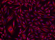 iFluor® 532 goat anti-rabbit IgG (H+L) *Cross Adsorbed* - AAT Bioquest