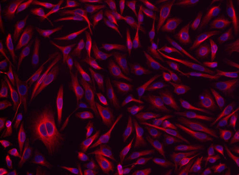 iFluor® 532 goat anti-rabbit IgG (H+L) *Cross Adsorbed* - AAT Bioquest