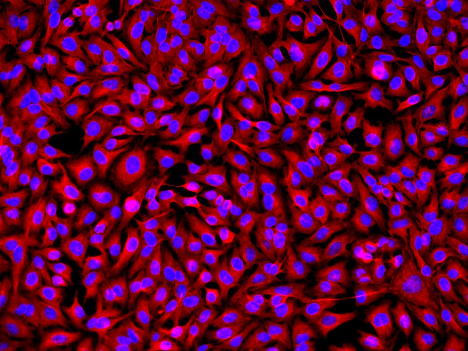 iFluor® 532 goat anti-rabbit IgG (H+L) - AAT Bioquest