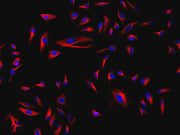 iFluor® 532-streptavidin conjugate - AAT Bioquest