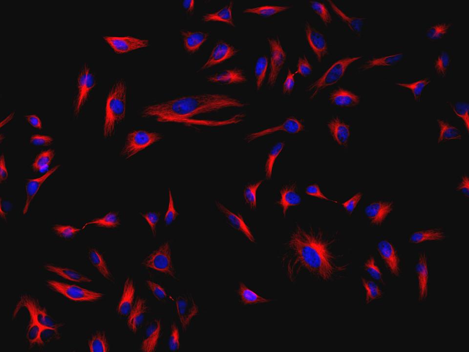 iFluor® 532-streptavidin conjugate - AAT Bioquest