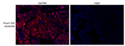 iFluor® 532 Styramide - AAT Bioquest