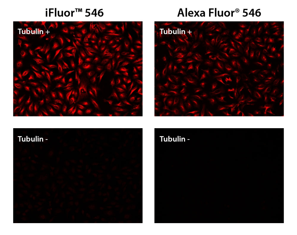 iFluor® 546 goat anti-mouse IgG (H+L) *Cross Adsorbed* - AAT Bioquest