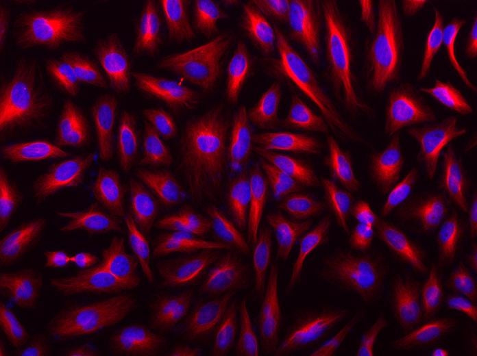 iFluor® 546 goat anti-rabbit IgG (H+L) - AAT Bioquest