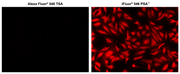 iFluor® 546 Styramide - AAT Bioquest