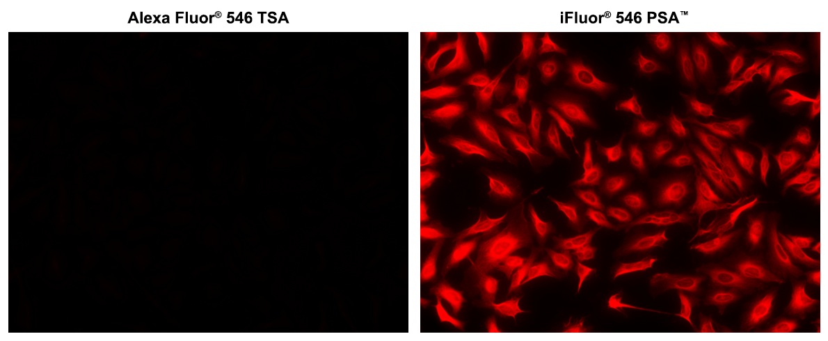 iFluor® 546 Styramide - AAT Bioquest