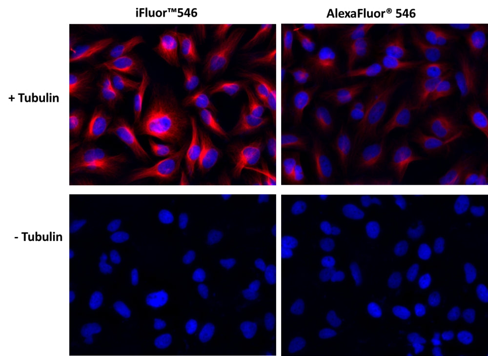 iFluor® 546 succinimidyl ester - AAT Bioquest