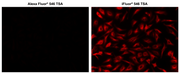 iFluor® 546 Tyramide - AAT Bioquest