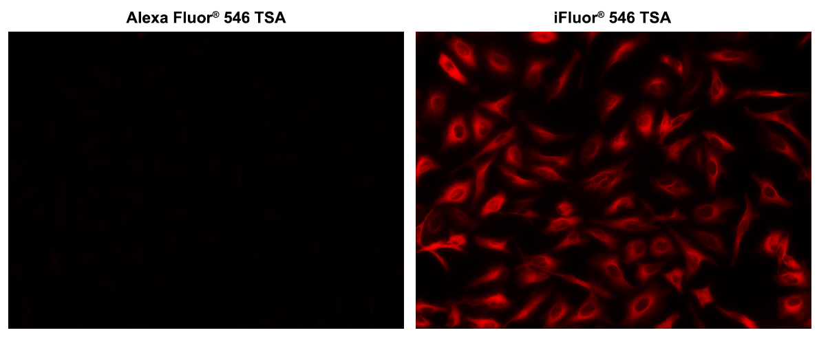 iFluor® 546 Tyramide - AAT Bioquest