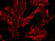 iFluor® 555-Concanavalin A Conjugate - AAT Bioquest