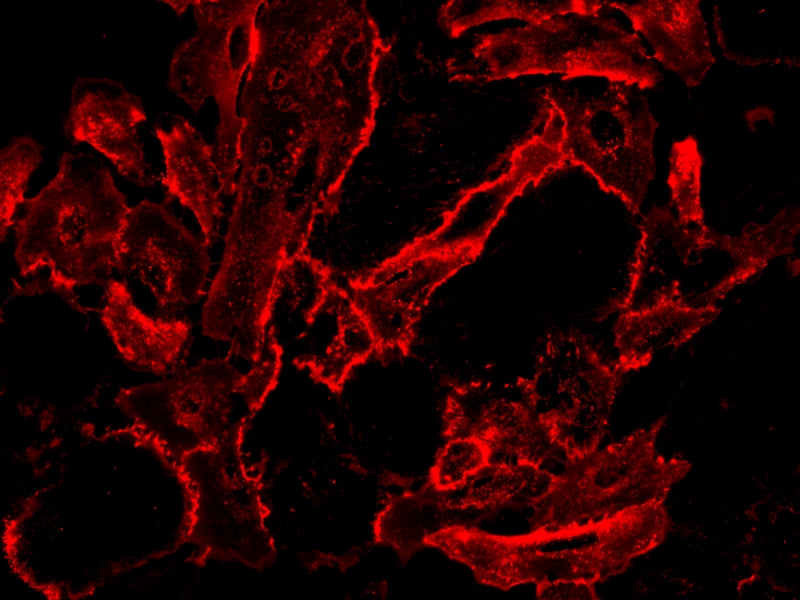 iFluor® 555-Concanavalin A Conjugate - AAT Bioquest