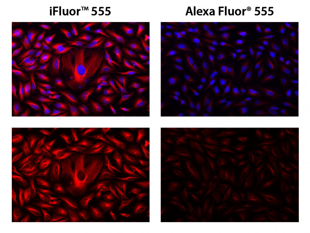 iFluor® 555 goat anti-mouse IgG (H+L) *Cross Adsorbed* - AAT Bioquest