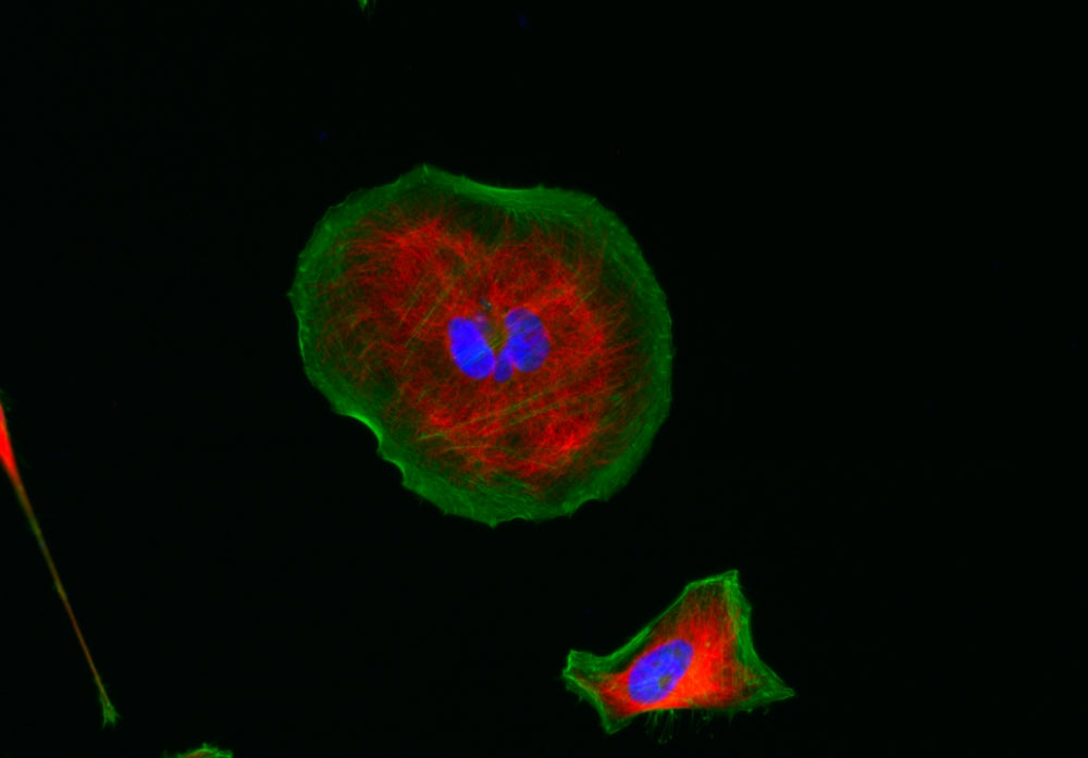 iFluor® 555 goat anti-rabbit IgG (H+L) *Cross Adsorbed* - AAT Bioquest