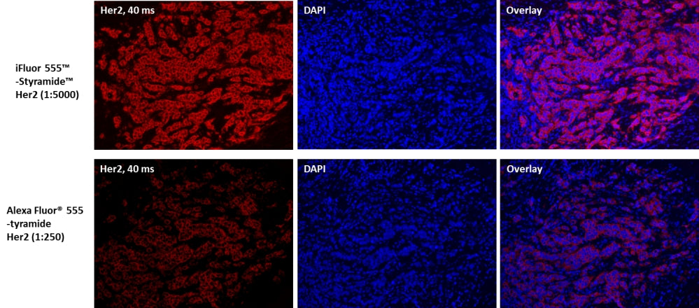 iFluor® 555 PSA™ Imaging Kit with Goat Anti-Mouse IgG - AAT Bioquest