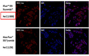 iFluor® 555 PSA™ Imaging Kit with Goat Anti-Rabbit IgG - AAT Bioquest