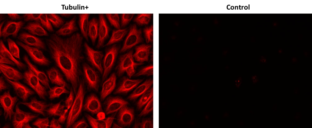 iFluor® 555-streptavidin conjugate - AAT Bioquest