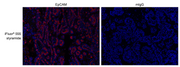 iFluor® 555 Styramide - AAT Bioquest