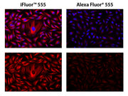 iFluor® 555 succinimidyl ester - AAT Bioquest