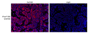 iFluor® 555 Tyramide - AAT Bioquest