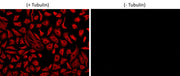 iFluor® 560 succinimidyl ester - AAT Bioquest