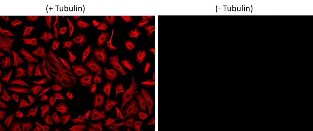 iFluor® 560 succinimidyl ester - AAT Bioquest