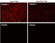 iFluor® 568 goat anti-mouse IgG (H+L) *Cross Adsorbed* - AAT Bioquest