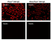 iFluor® 568 goat anti-mouse IgG (H+L) - AAT Bioquest