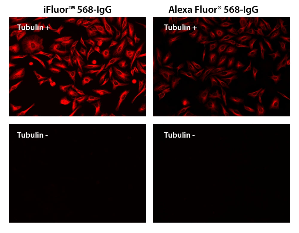 iFluor® 568 goat anti-mouse IgG (H+L) - AAT Bioquest