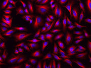 iFluor® 568-streptavidin conjugate - AAT Bioquest