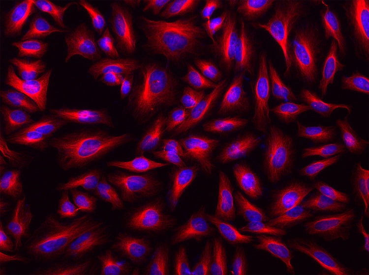 iFluor® 568-streptavidin conjugate - AAT Bioquest