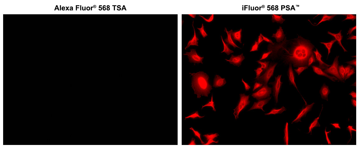 iFluor® 568 Styramide - AAT Bioquest