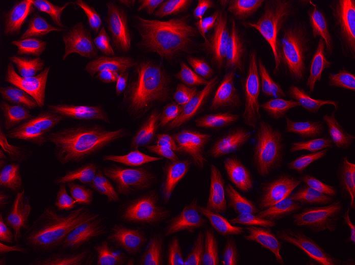 iFluor® 568 succinimidyl ester - AAT Bioquest