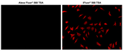 iFluor® 568 Tyramide - AAT Bioquest