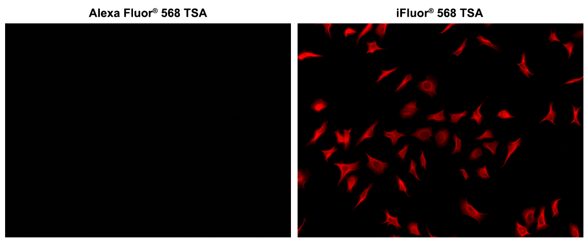 iFluor® 568 Tyramide - AAT Bioquest