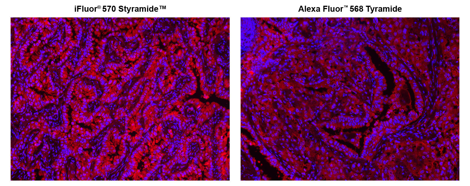 iFluor® 570 Styramide - AAT Bioquest